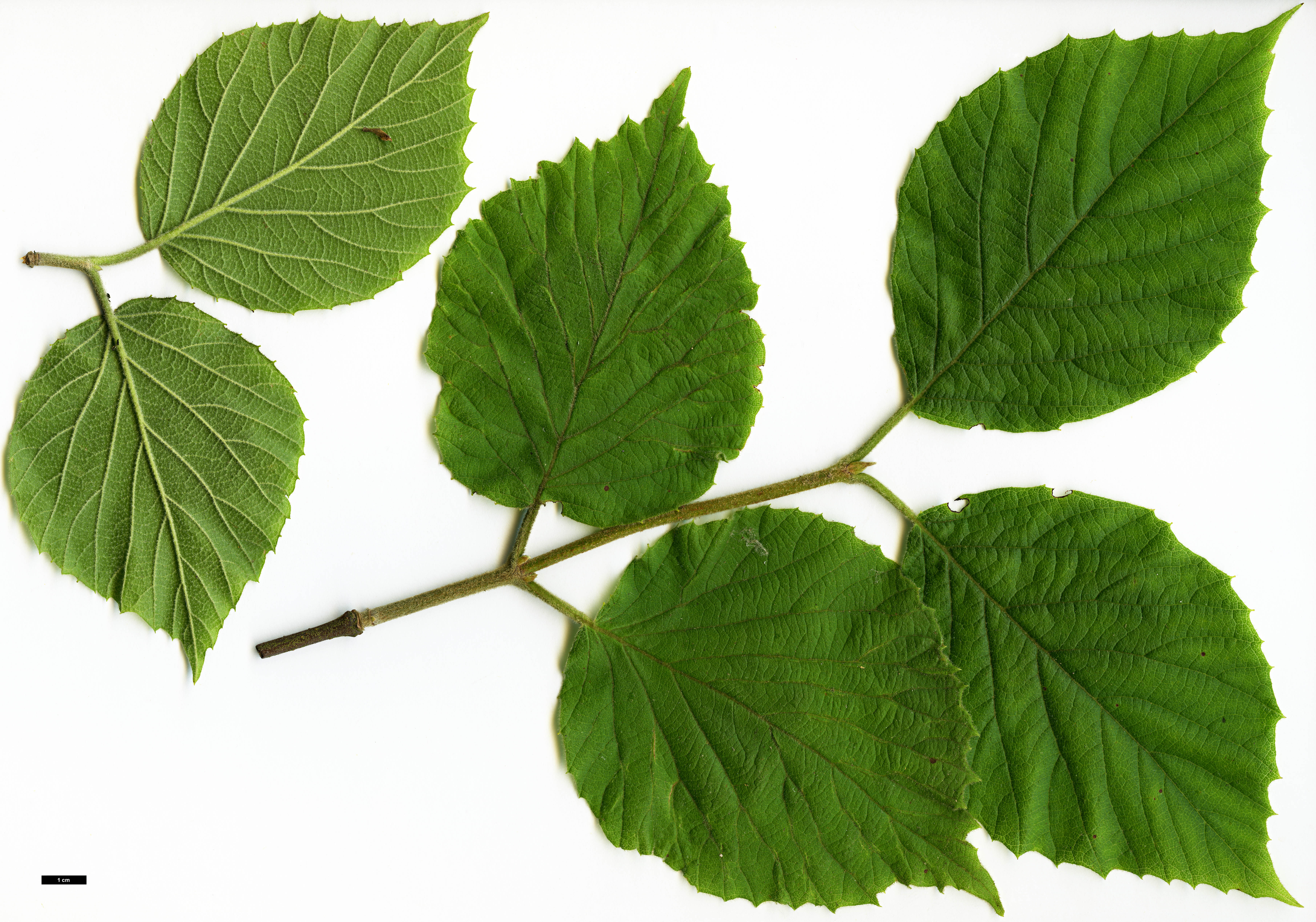 High resolution image: Family: Adoxaceae - Genus: Viburnum - Taxon: tiliifolium